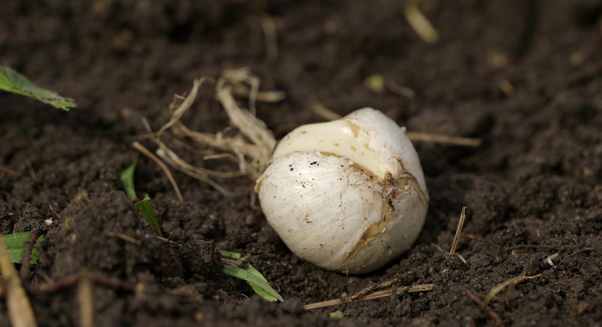 Close-up of a onion in a bed