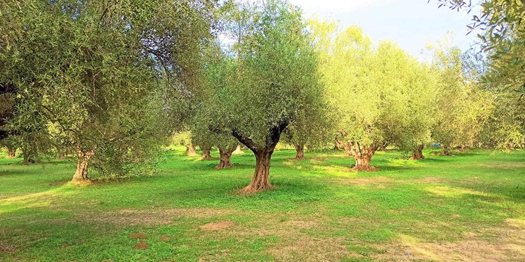 Ελαιόδεντρα 