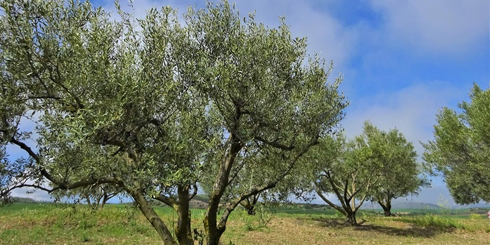 Πέντε ελαιόδεντρα μέσα σε χωράφι