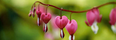 Ροζ Φυτό με καρπό που μοιάζει αιμορραγούσα καρδιά 