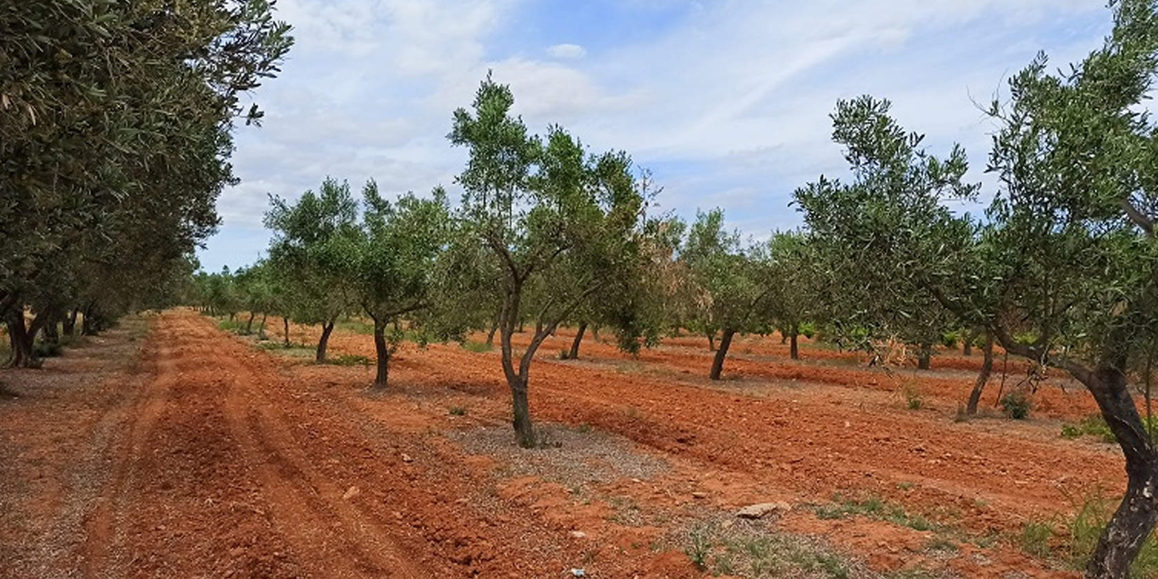 Ελαιώνας με ελιές