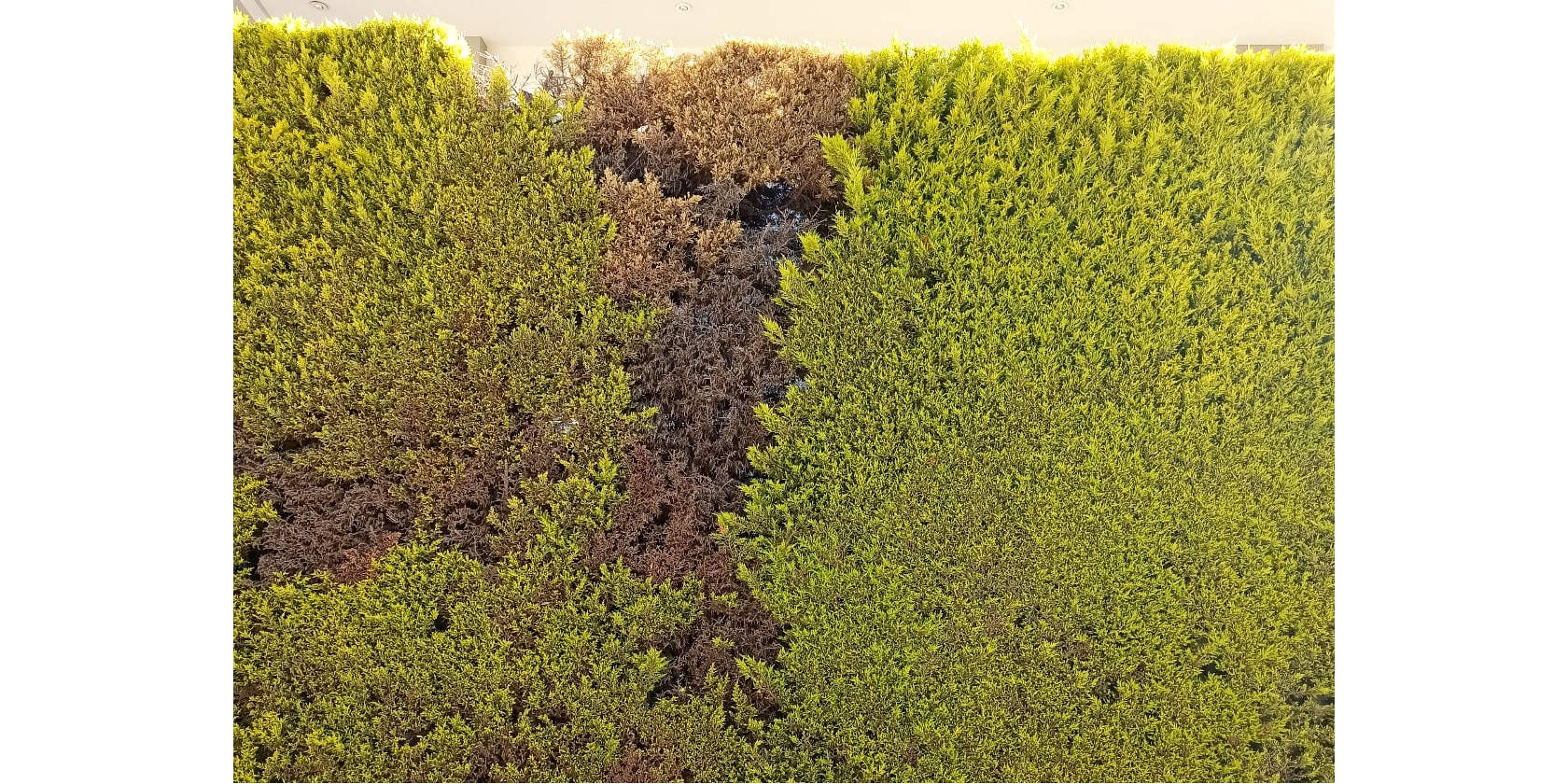 Ψιλός πράσινος φράχτης 