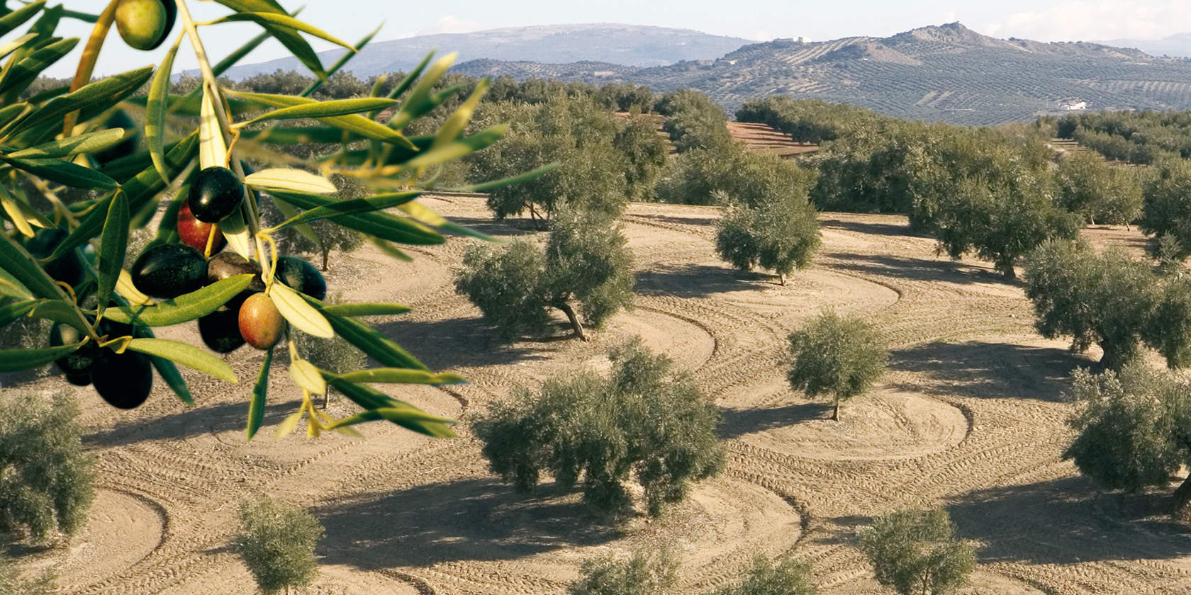 φωτογραφία ελαιώνα με εστίαση στον καρπό της ελιάς