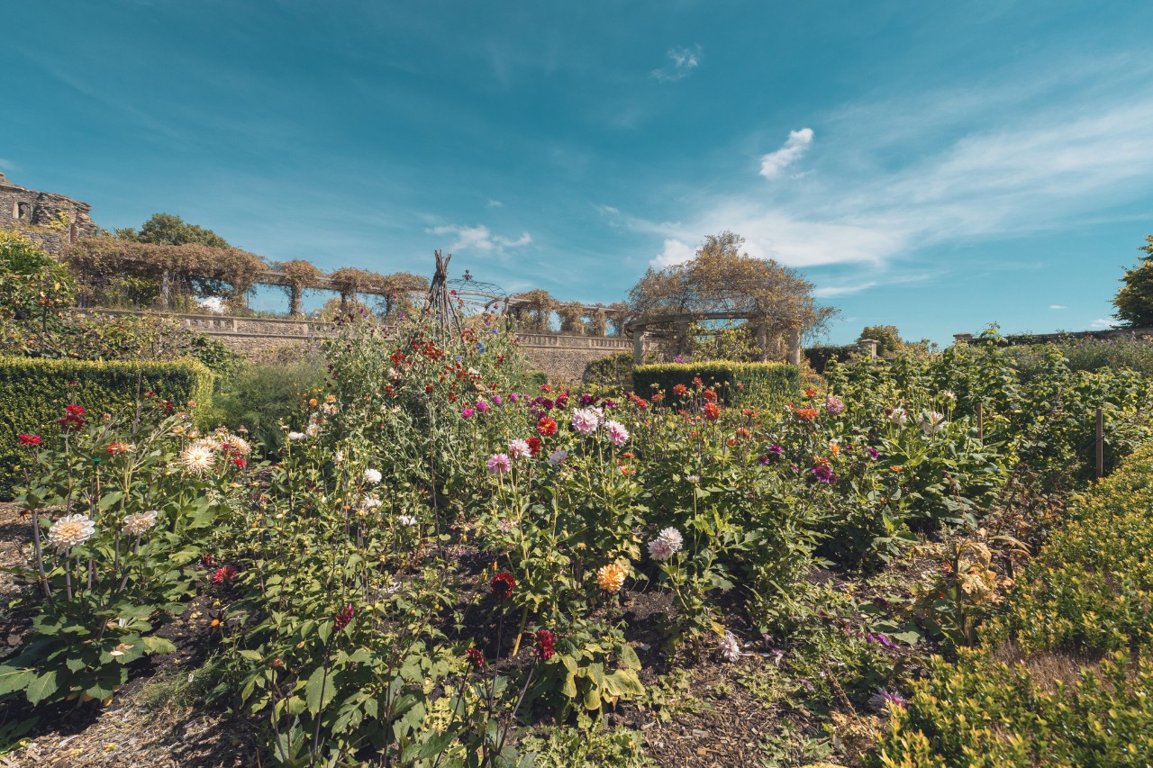 Ζώνη άγριας καλλιέργειας με τριαντάφυλλα
